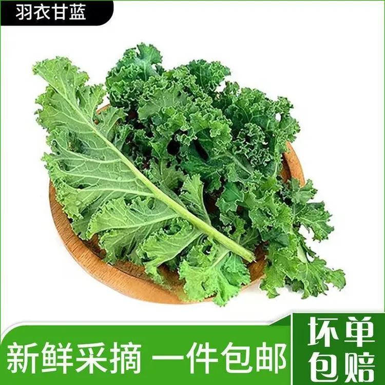 [羽衣甘蓝]网红爆款产地直采冷鲜发货新鲜羽衣甘蓝叶子甘蓝菜