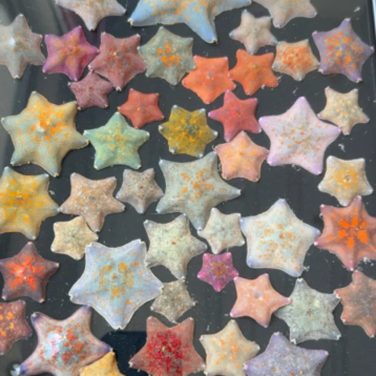 海星直播海燕海星专拍