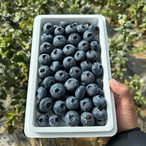 《辽宁省拍》L25蓝莓鲜果