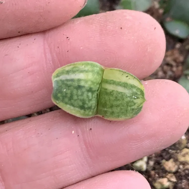 实生大型卧牛Gasteria nitida var阿福花科鲨鱼掌属珍稀多肉植物