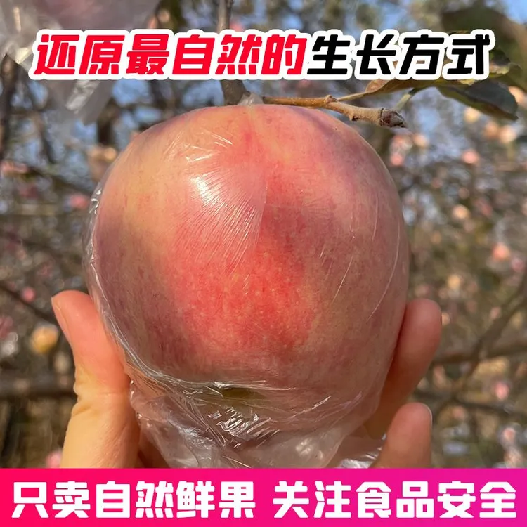 陕西冰糖心红富士苹果高山丑苹果新鲜采摘脆甜多汁带冰糖心