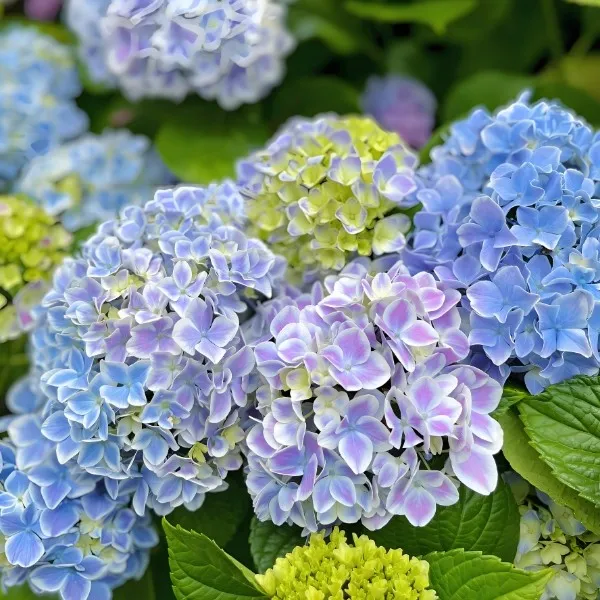 绣球花随机花色带花苞发货