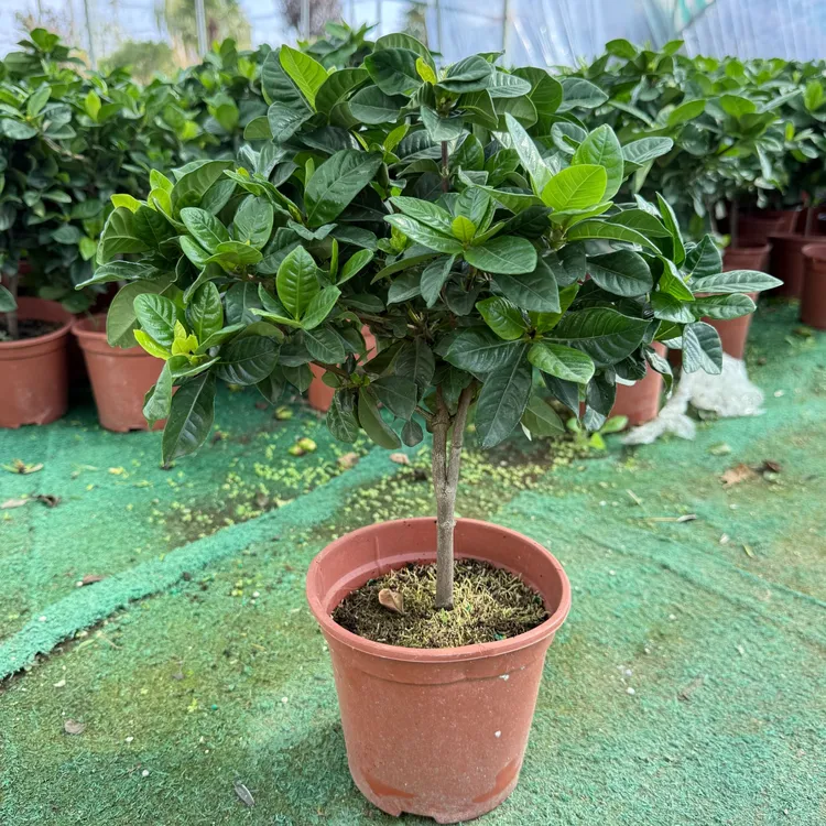 【尾货处理】独杆小叶栀子花小叶浓香型室内室外易养活非铲根苗
