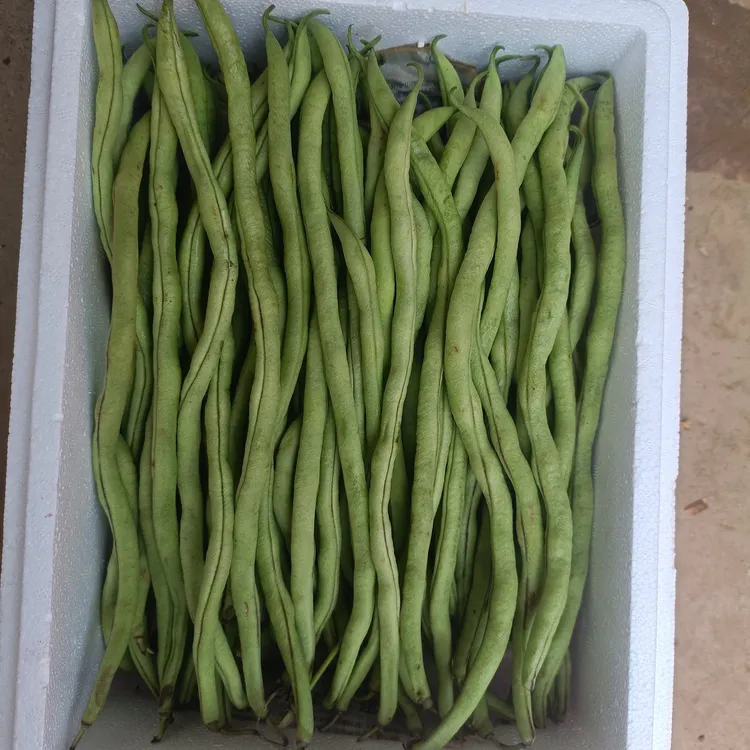贵州高山新鲜无筋豆