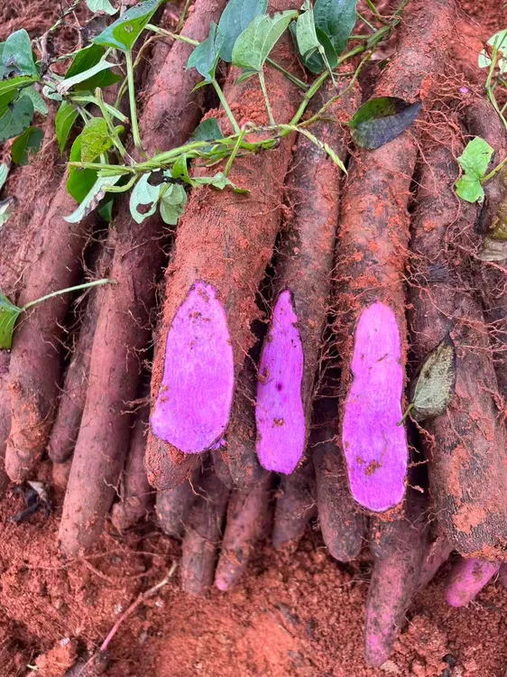 正宗云南文山紫山药新鲜现挖蔬菜农家自种整箱包邮
