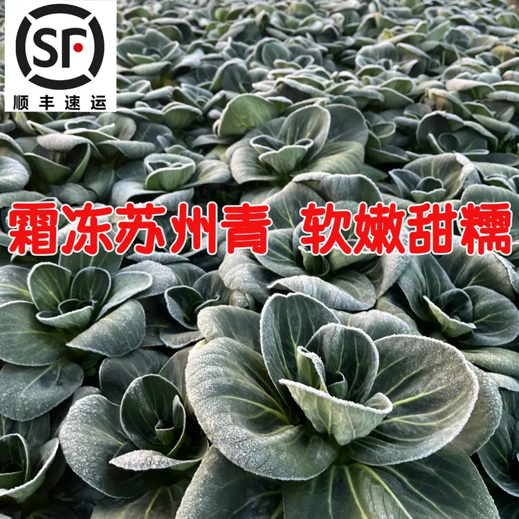 霜冻苏州青软嫩甜糯青菜露天农家种植太湖菜黑菜无农药绿叶菜