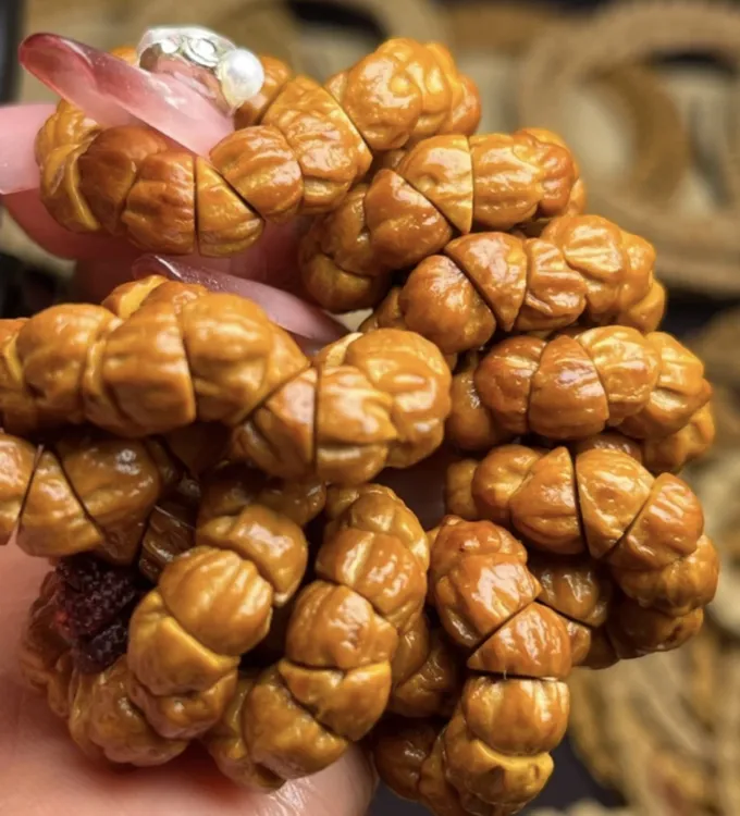 【热振猪大肠】柏香籽果冻皮超正大尺寸 走色快毕业柏香籽