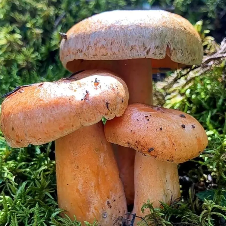 高海拔高原松菌 当天采当天发顺丰冷链包邮