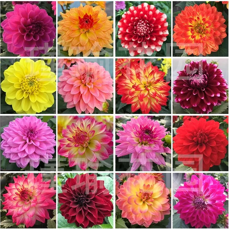 重瓣小丽花盆栽地栽多色多品种带花苞发货多年生懒人花