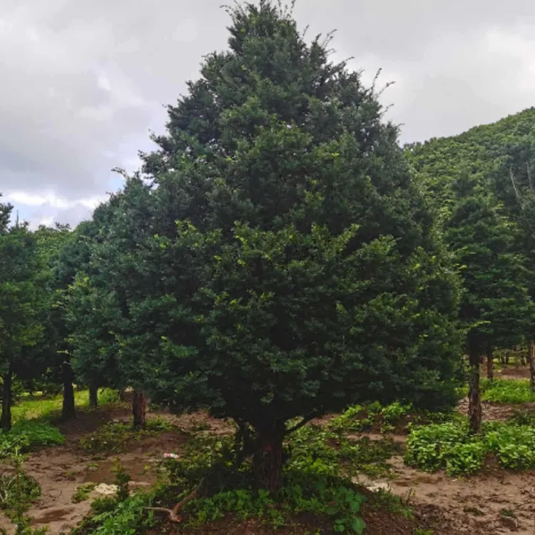 结果曼地亚红豆杉盆栽树苗大型盆景庭院别墅植物耐寒绿植公树授粉
