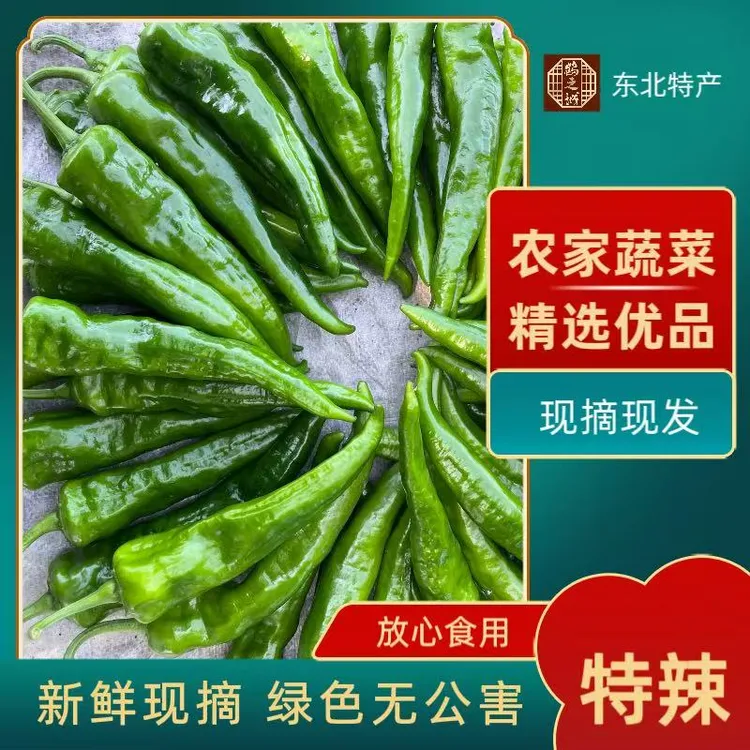 东北现摘现发新鲜薄皮辣妹子辣椒香辣脆嫩农家自种蔬菜青辣椒