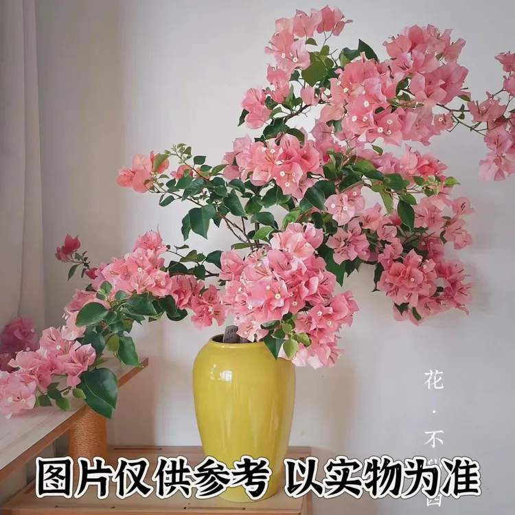 【不甜西瓜】正宗三角梅基地直发阳台庭院可飘枝垂丝可爬藤带花发货