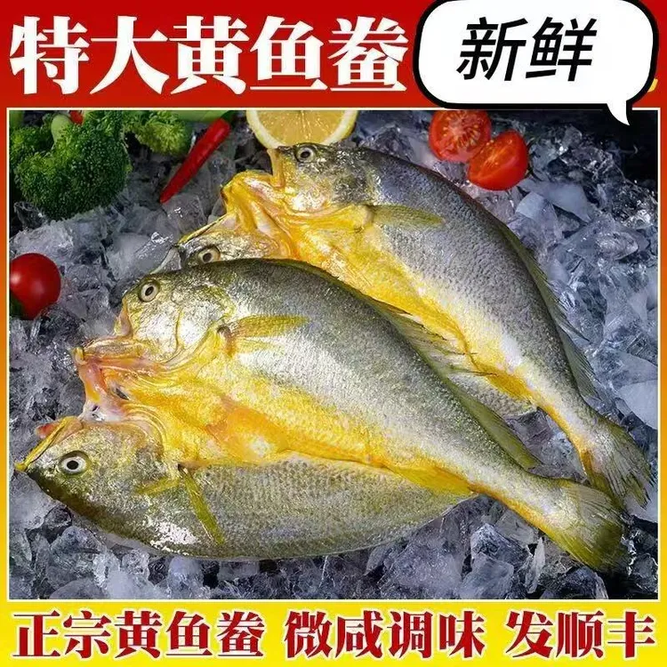 新鲜黄鱼小黄花鱼鲞正宗小黄鱼黄花鱼免杀免洗东极岛