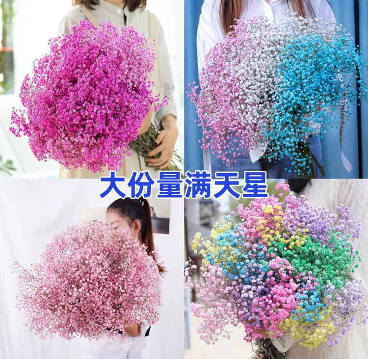 满天星鲜花花束大束粉色蓝色紫色真花新鲜发货自然风干摆放时间长