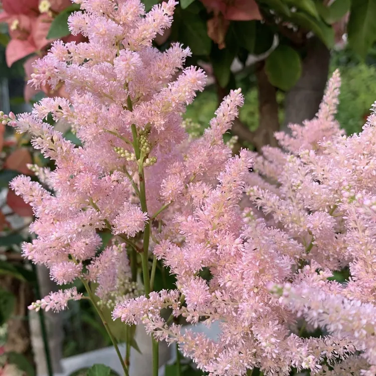 络新妇宿根多年生耐寒耐热耐阴阳台盆栽庭院爆花切花植物