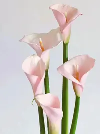 【母亲节鲜花婵之语】火烈鸟马蹄莲鲜切花