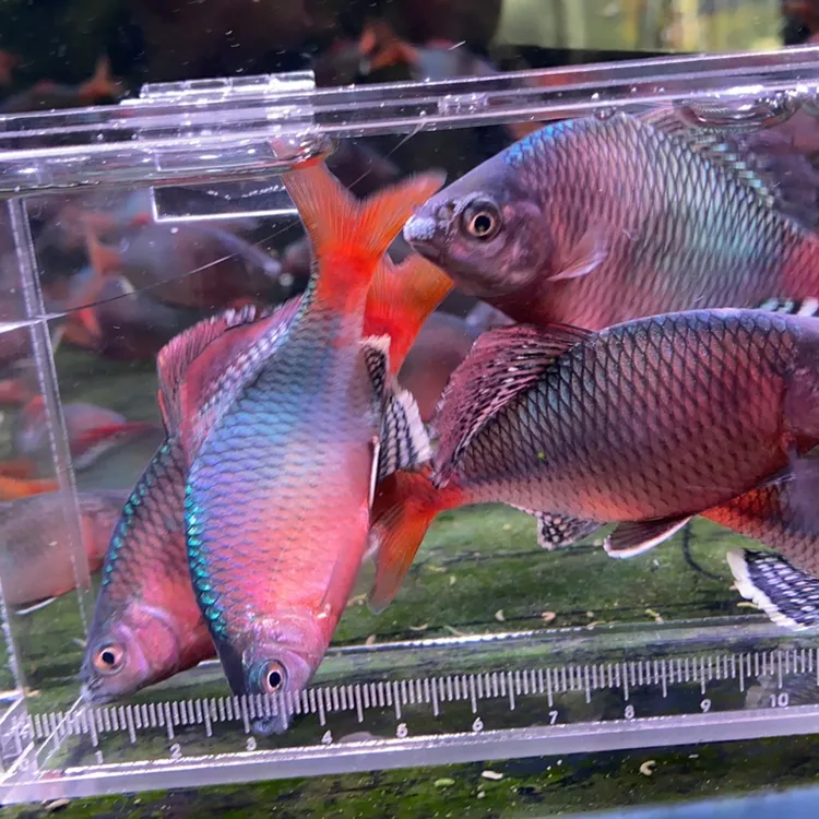 越南鳑鲏原生鱼越南鳑鲏越南齐式鱊冷水鱼原生缸发货观赏鱼