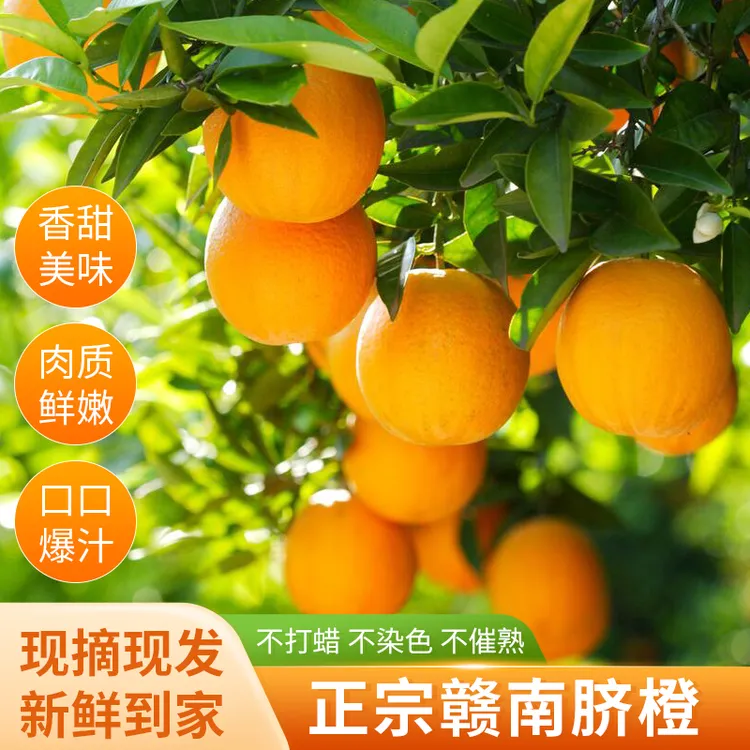 【鼠贝贝】京东快递正宗江西赣南脐橙寻乌甜橙子产地直发新鲜水果