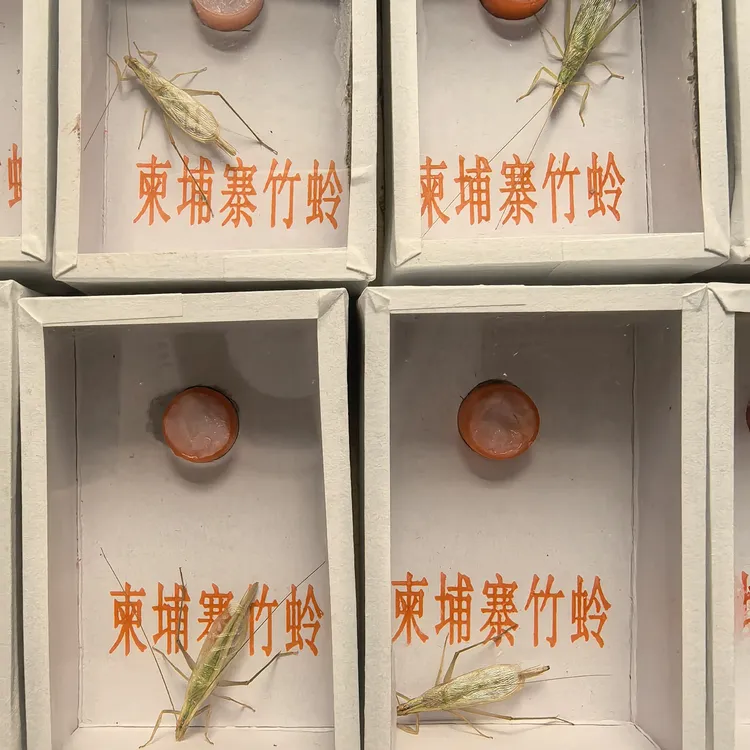 柬埔寨巨竹蛉野生竹蛉网红竹蛉