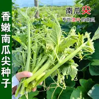 【满五包包邮】香嫩南瓜尖种子苗专吃茎嫩叶藤青菜盆栽特色蔬菜