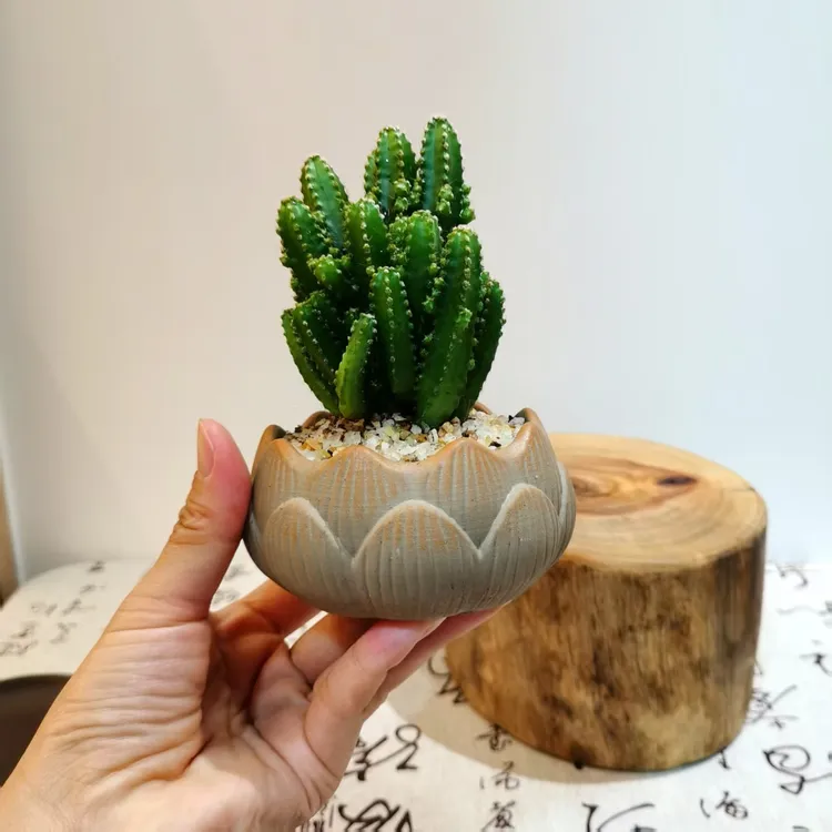 【万重山】多肉仙人掌办公室懒人桌面招财树室内外盆栽四季好养