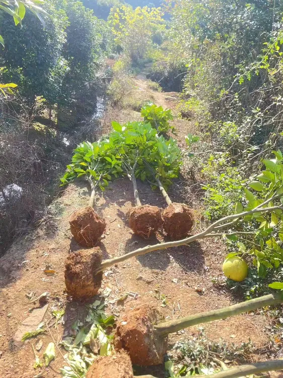 江西广丰大南红心马家柚 果树苗原产地一物一拍盆栽地栽 土球发货