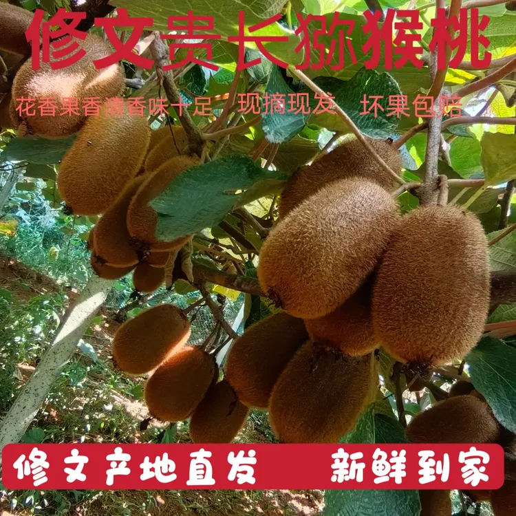 【果野青春】贵州修文贵长绿心猕猴桃新鲜香甜多汁应季水果果园直发
