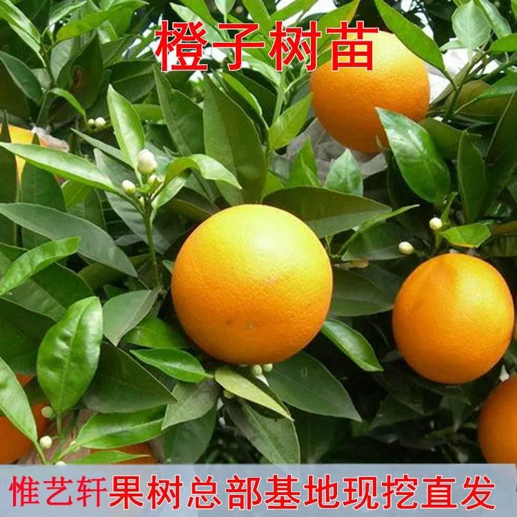 良种苗手剥橙新奇士脐橙甜橙子廉江红光橙苗木树苗果苗嫁接苗
