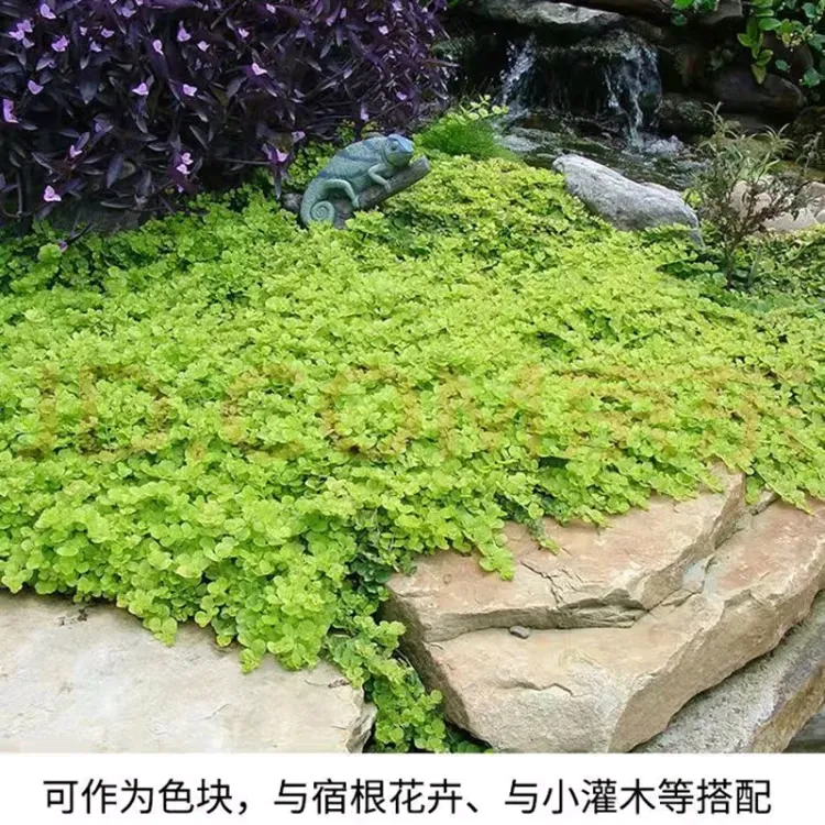 四季常青庭院金叶过路黄地被植物多年生铺地绿植方盘40*40CM