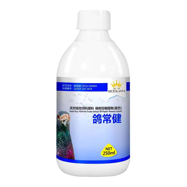 白鸽子健鸽鸽常健 ke qag jian {新疆包邮}