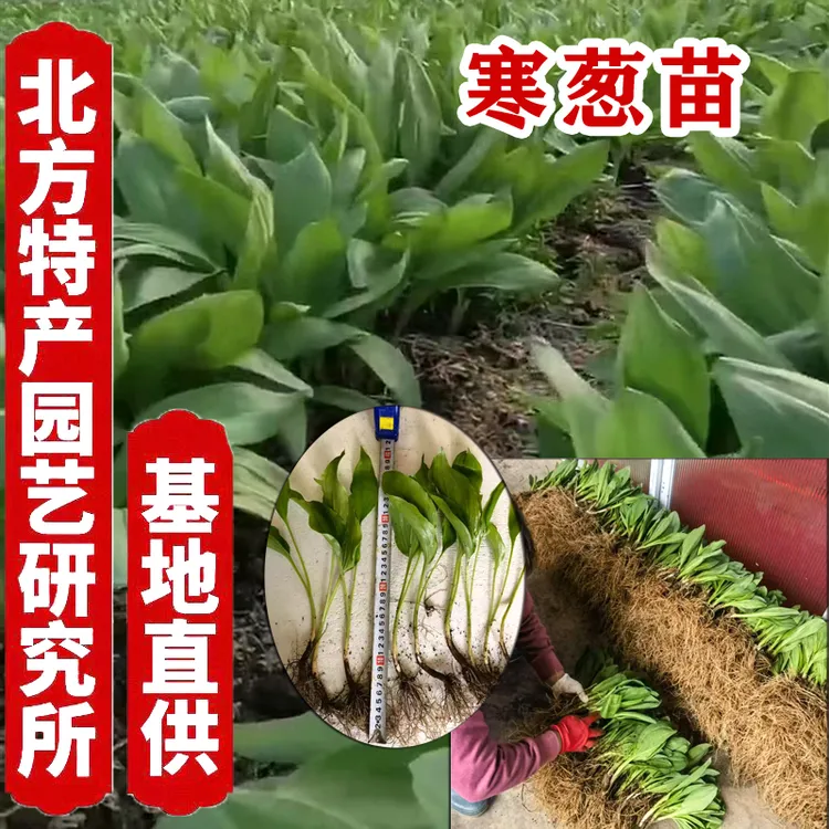 长白山山葱宽叶寒葱（茖葱）三年大苗根系完整成活率高山葱苗山葱根