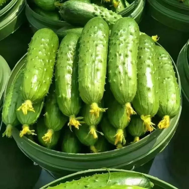 【每天现摘】绿心旱黄瓜小青瓜现摘水果黄瓜生吃黄瓜新鲜火锅蔬菜