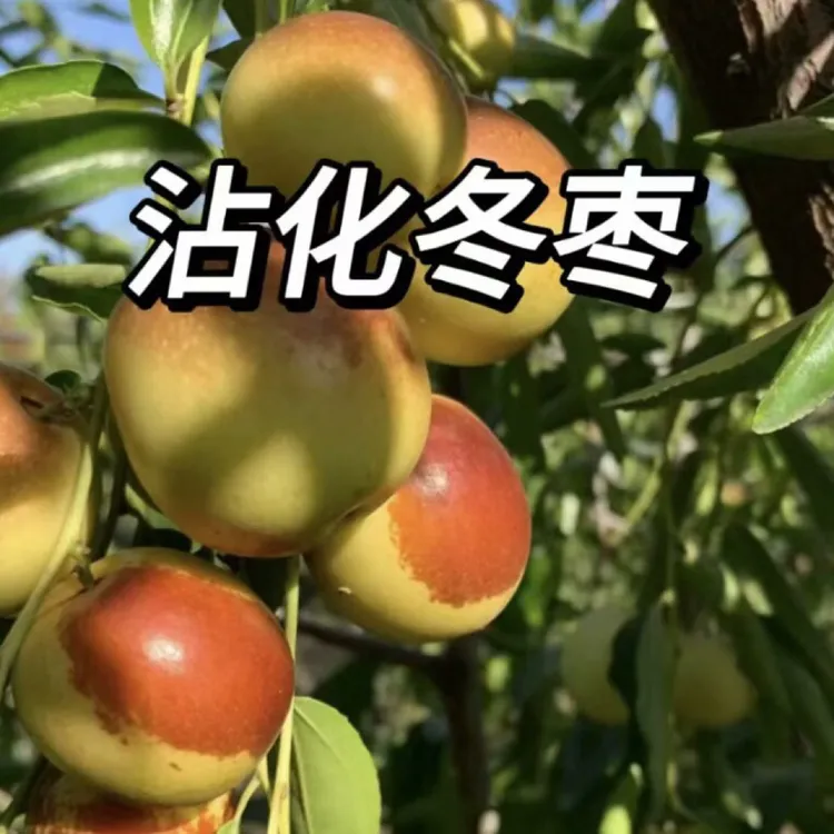 正宗沾化冰糖冬枣新鲜现摘吃鱼脆甜科研植物皮薄原产地直发包邮