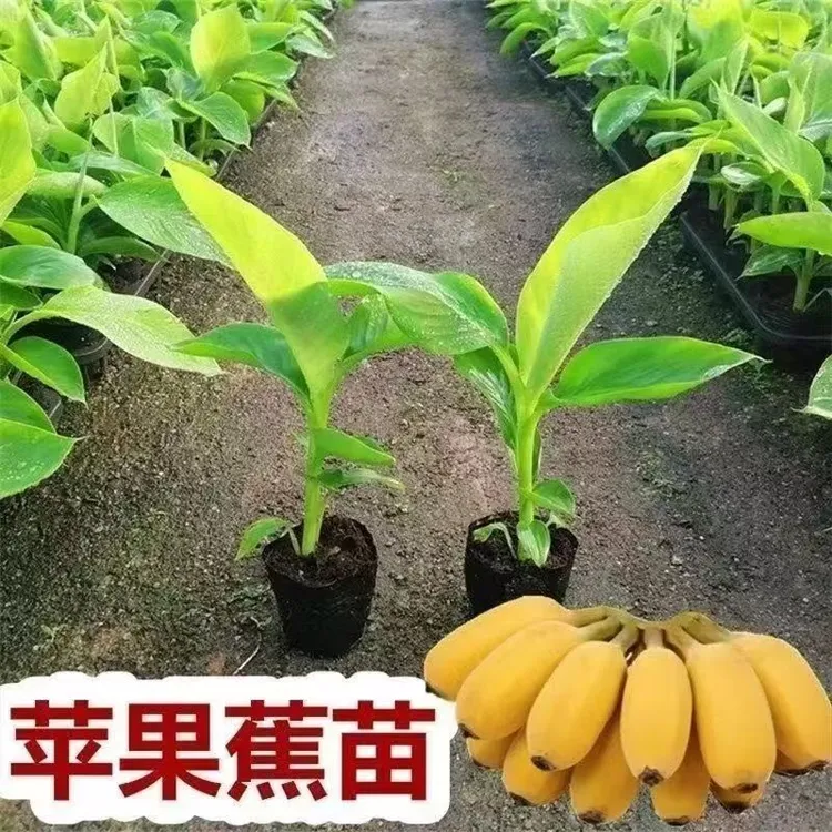 香蕉树苗芭蕉苗粉蕉苗矮化庭院果树苗盆栽地栽苹果蕉苗