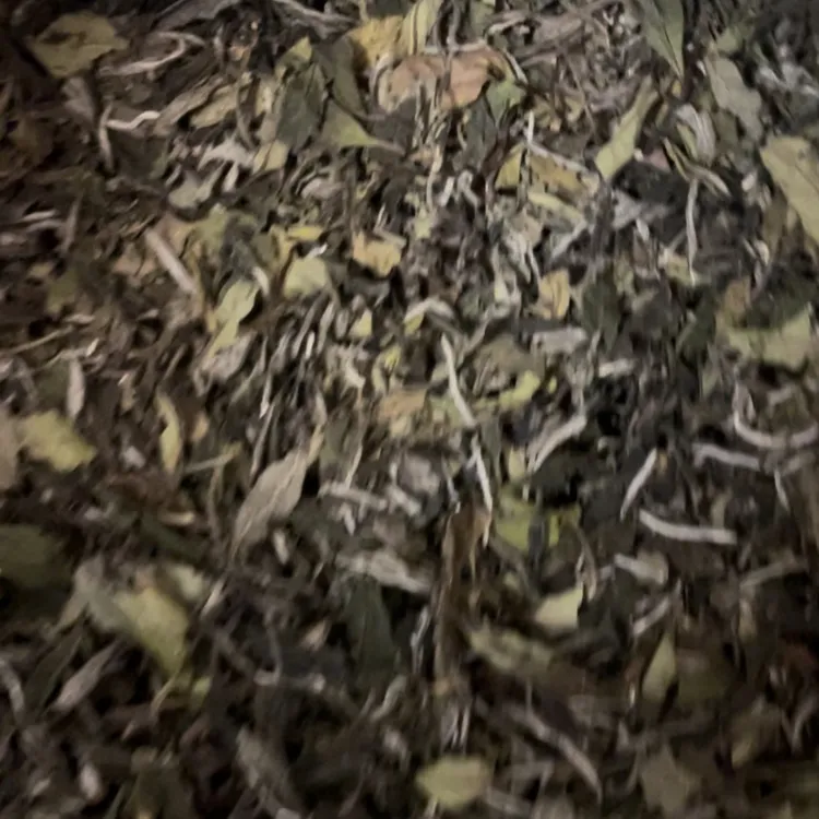 2024抛荒野福鼎太姥山老枞白牡丹 甘甜鲜爽 蜜韵白茶