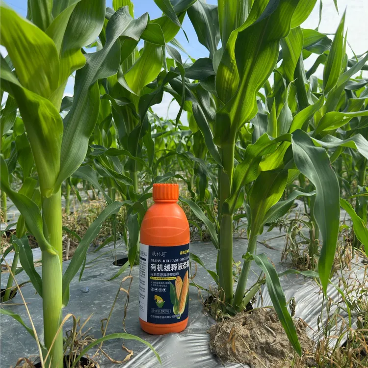 荷桂玉多宝前期促根壮苗，中期茎秆粗壮叶片厚绿，飞机叶长籽粒饱满