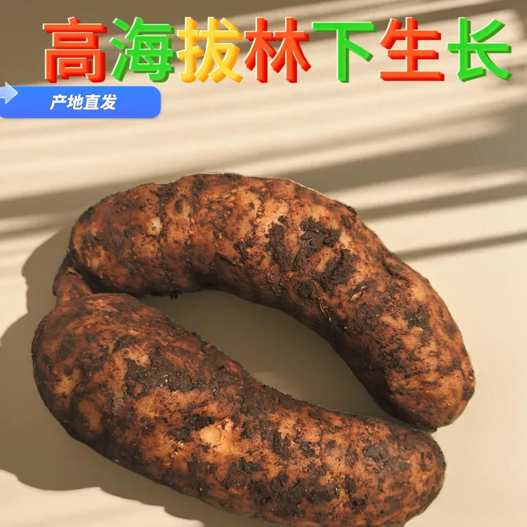 伏牛山现挖新鲜天麻 道地品质 适合需祛风通络人群 可炖可煮