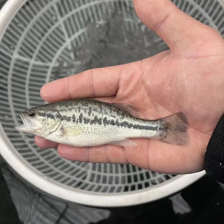 鲈鱼 大口黑鲈鱼 淡水鲈鱼 宠物水族观赏鱼 耐活好养渔场直发