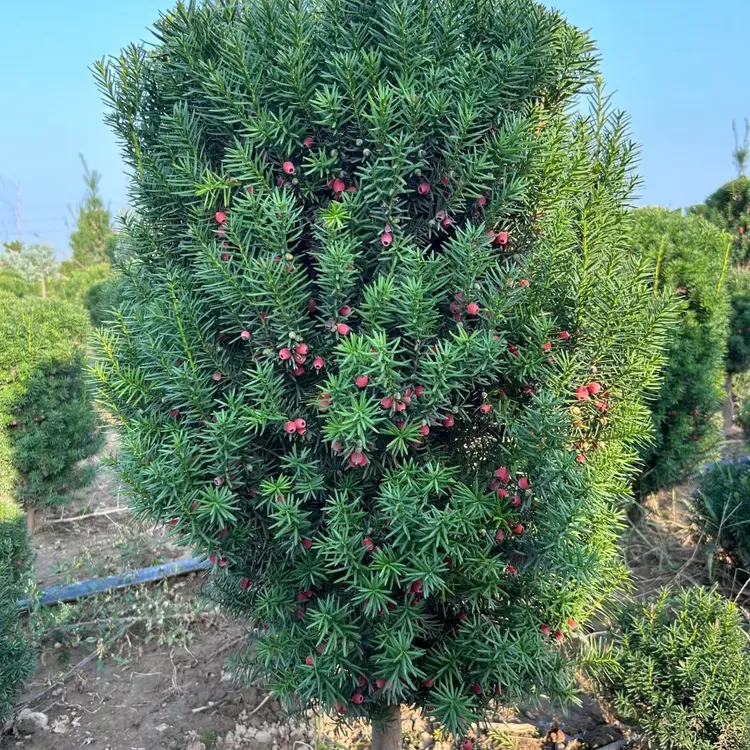 耐寒耐热曼地亚红豆杉盆栽室内外绿植四季花卉庭院常青正宗盆景