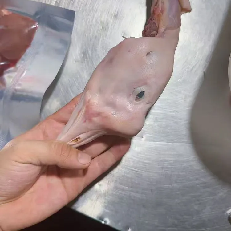 东北大鹅，中龄鹅150-170天龄，整只带头爪翅，顺丰快递包邮