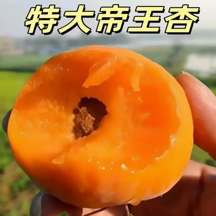 杏树苗大帝王杏子树苗大果盆栽地栽耐寒耐旱南北方种植