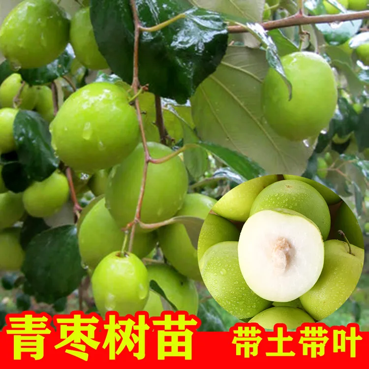 大青枣树苗带土带叶嫁接苗脆甜水果树苗南方种植阳台盆栽庭院地栽