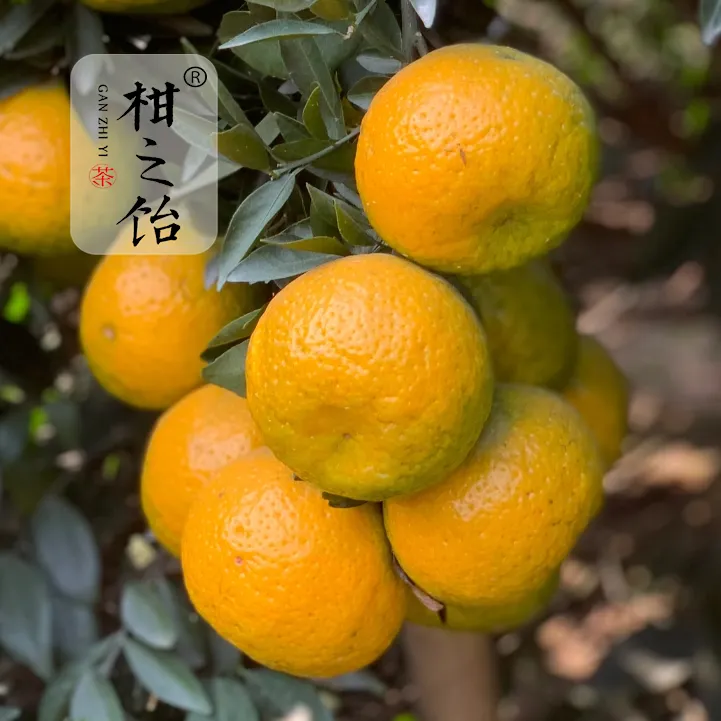 粉丝福利【5斤中果新会天马茶枝柑】（大红微青）晒陈皮圈枝鲜果现摘