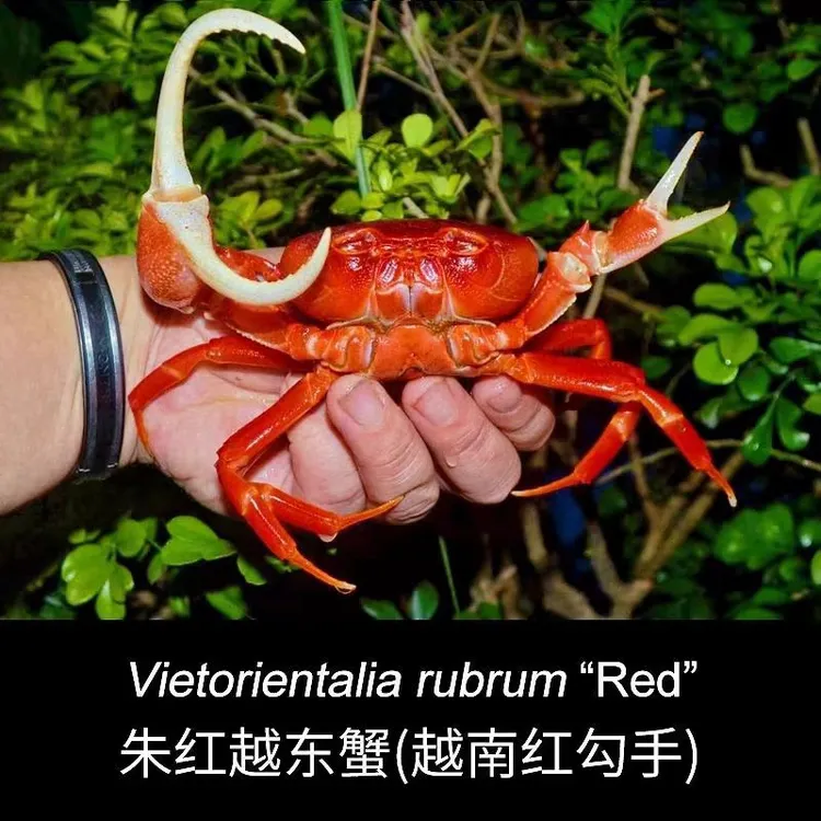 蟹老板萌宠越南勾手蟹活体好养陆居蟹观赏蟹