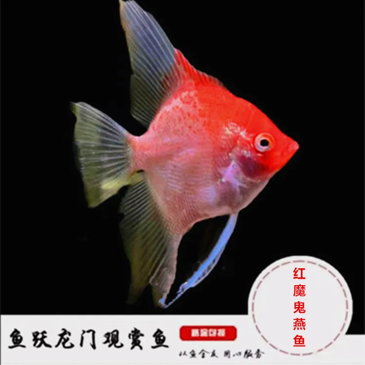红魔鬼燕鱼观赏鱼七彩神仙燕鱼红玫瑰鱼