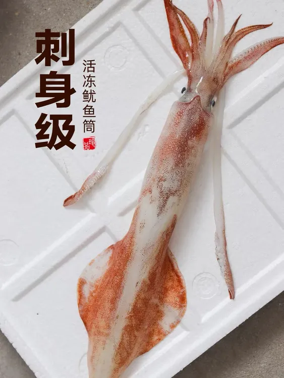 福建本港手钓大管鱿鱼新鲜活冻火箭鱿推荐刺身白灼