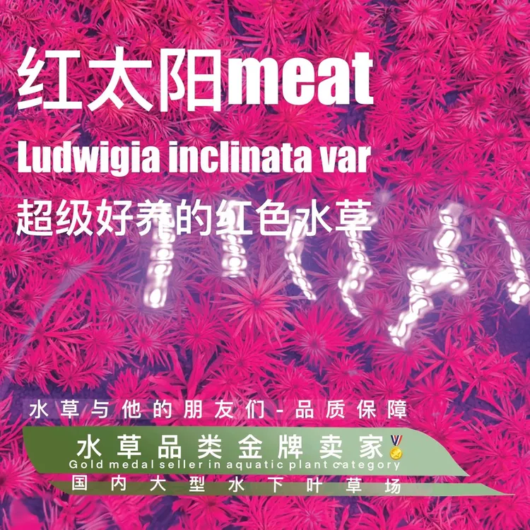 红太阳meta（100%水下叶）版本红太meta本精品草缸中后景稀有活体