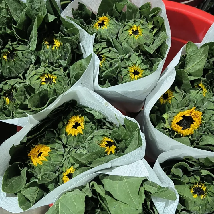 锦铭花卉种植园向日葵鲜切花