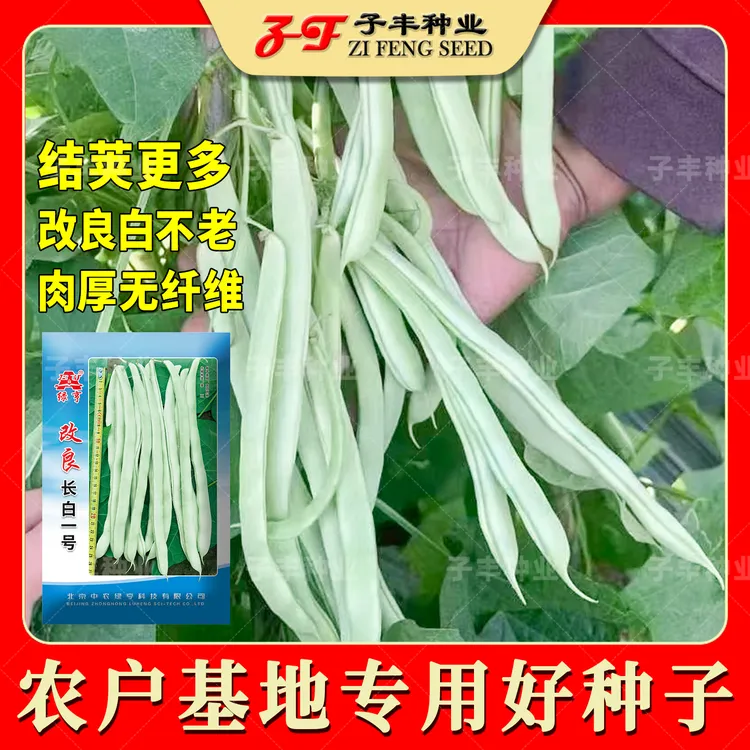 改良长白一号白不老架豆种子结荚更多豆荚绿白色春秋长扁菜豆种籽
