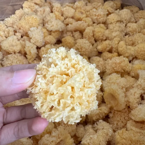 椴木小银耳干货软糯出胶快营养丰富适合炖煮
